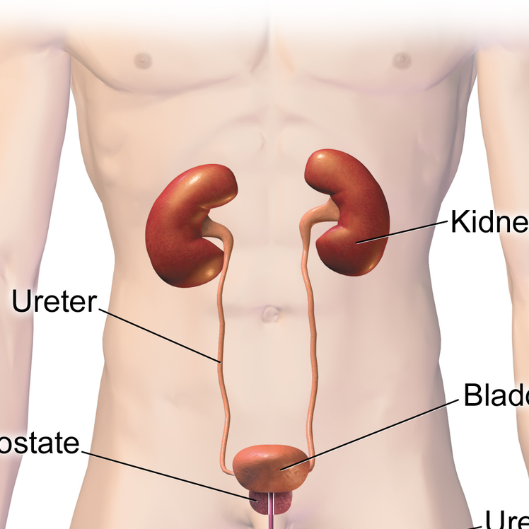 Urinary Tract Diseases